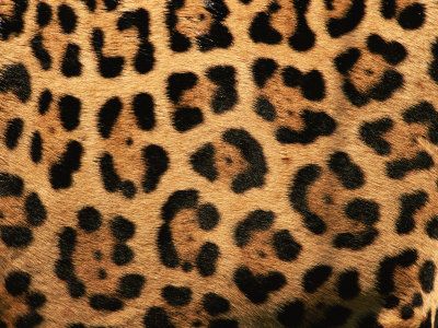 Cheetah vs. Leopard: Can you tell the difference? | Erica B.'s - D.I.Y. Style! Diy Fashion No Sew, Jaguar Leopard, Jaguar Animal, Sew Your Own Clothes, Jaguar Print, Sewing Blogs, Animal Skin, Frames For Canvas Paintings, Affordable Wall Art