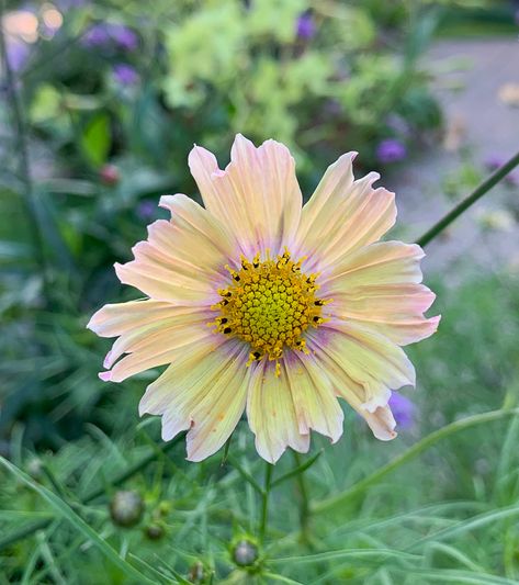 Apricot Lemonade Cosmos, Flowers For Garden, Shape Of The Universe, Apricot Flowers, Cosmos Art, Summer Flowers Garden, Lawn Art, Cottage Garden Design, Cottage Garden Plants