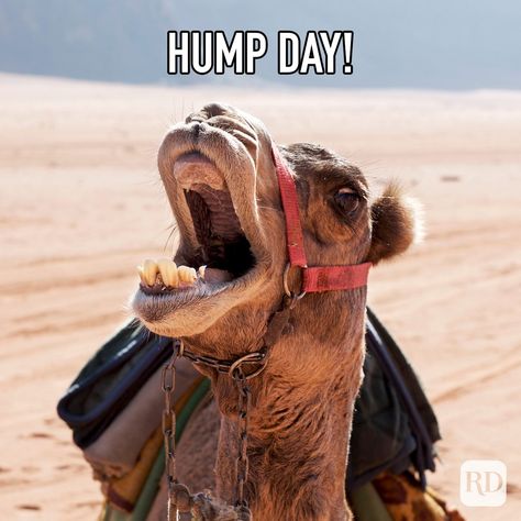 25 Hump Day Memes That Make Wednesdays Bearable | Reader's Digest Hump Day Quotes Funny, Hump Day Meme, Hump Day Quotes, Wednesday Hump Day, Vacation Meme, Hump Day Humor, Work Cartoons, Wadi Rum Jordan, Morning Memes