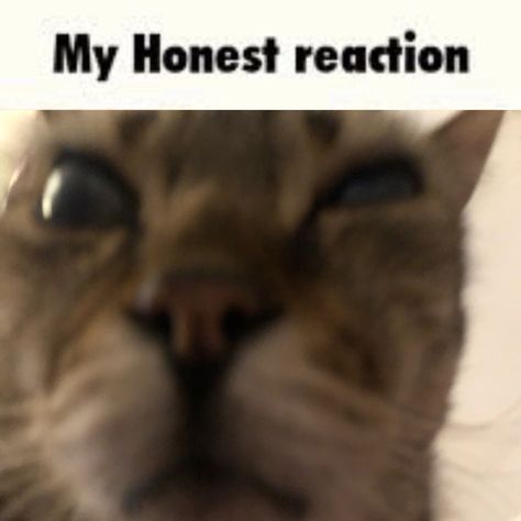 Myhonestreaction, honest, reaction, cat, kitty, kitten, cute, lmfao My Exact Reaction, Passive Aggressive Reaction Pic, Fake Laugh Reaction Pic, Honest Reaction Pic, My Sincerest Reaction, My Honest Reaction Cat, My Honest Reaction Template, Horrified Reaction Pic, My Live Reaction