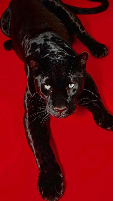 Black Panther Cat Art, Red Animal Aesthetic, Black Panther Animal Aesthetic, Black Panther Wallpaper Aesthetic, Jaguar Animal Photography, Black Jaguar Aesthetic, Tattoo Aesthetic Wallpaper, Black Panther Aesthetic, Black Red Wallpaper