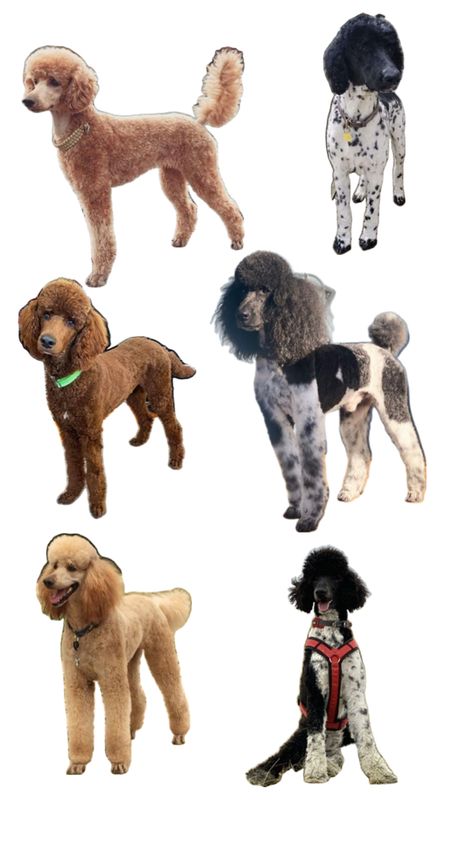 Standard poodle short hair cuts Poodle Haircut Styles, Poodle Haircut, Poodle Cuts, Haircut Styles, Standard Poodle, Lily Of The Valley, Dog Stuff, The Valley, Short Hair Cuts