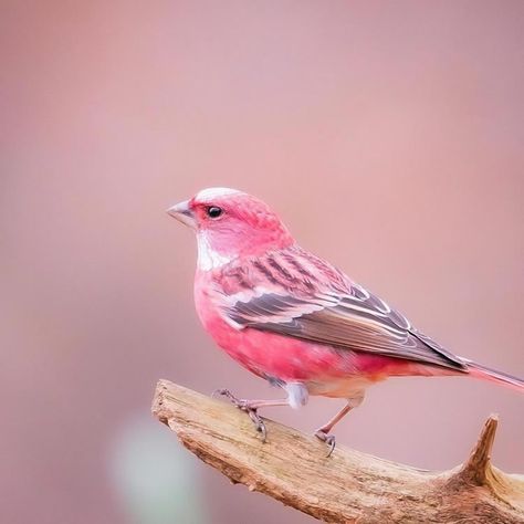 Meet The Pink-Browed Rosefinch, Beautiful Little Bird With Gorgeous Color Colourful Birds, Rose Finch, Pink Animals, Pink Bird, Pink Feathers, Wild Nature, Pretty Birds, Colorful Birds, Little Birds