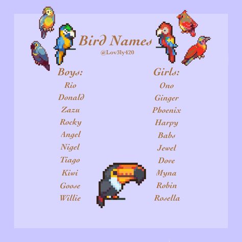 Bird Pet Names, Names For Pet Birds, Pet Bird Names Ideas, Bird Nicknames, Bird Names For Babies, Names For Parrots, Bird Names Ideas, Pet Bird Names, Parrot Names