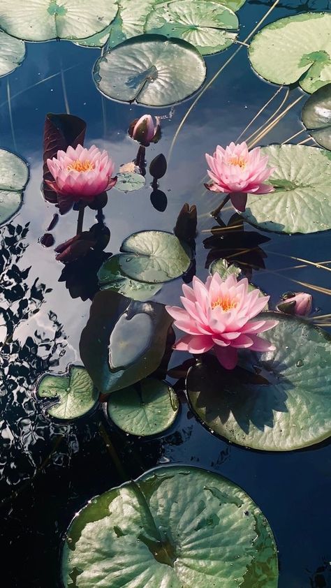 Water Lilly Aesthetic, Lilly Illustration, Lillie Flower, Lillys Flowers, Lilly Aesthetic, Lilly Painting, Lillies Flowers, Flower Lilly, Flower Gardening Ideas