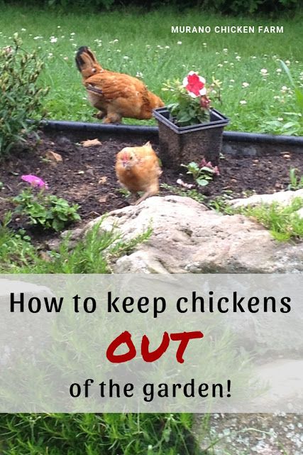 Chickens Homestead, How To Keep Chickens, Plastic Garden Fencing, Urban Chicken Farming, Chicken Fence, Baby Chicks Raising, Urban Chickens, Hatching Chicks, Chicken Care