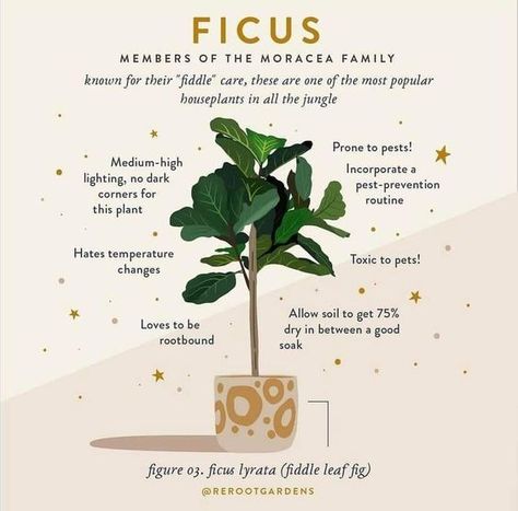 🌿 Ficus: Members of the Moraceae Family 🌿 Known for their "fiddle" care, Ficus plants are among the most popular houseplants in the jungle of indoor gardening. Here's what you need to know to keep your Fiddle Leaf Fig (Ficus Lyrata) happy and healthy! 🌱✨ Ficus Care Tips: • Lighting: Prefers medium-high lighting. Avoid dark corners. • Watering: Allow the soil to get 75% dry between a good soak. • Temperature: Hates temperature changes, so keep it stable. • Pests: Prone to pests; incorporate ... Ficus Plant, Plant Enamel Pin, Indoor Oasis, Plant Care Tips, Plant Journal, Ficus Lyrata, Plant Box, Plant Guide, Green Architecture