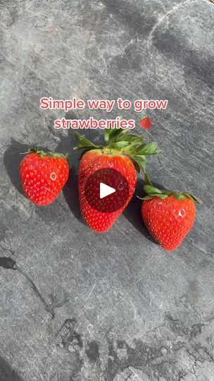 #howto grow strawberries at home the simple way! #plantdad #PlantTok #plants #seeds #didyouknow #LearnOnTikTok #strawberry #plants | Joesgarden | Joesgarden · Original audio Grow Strawberries, Growing Strawberries, Strawberry Plants, Simple Way, Strawberries, Seeds, At Home, Audio, The Originals