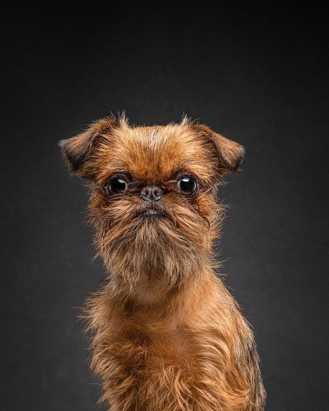 14 Things You Didn’t Know About the Brussels Griffon Breed | PetPress Griffin Dog, Brussels Griffin, Brussels Griffon Puppies, Brussel Griffon, Brussels Griffons, Affenpinscher Dog, Abby Jimenez, Griffon Bruxellois, Petit Brabancon