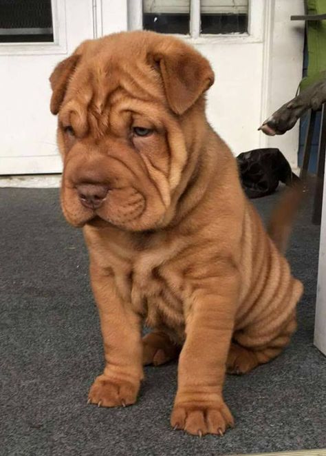 Top 7 Wrinkly Dogs Sharpei Dogs, Wrinkly Dogs, Dogs Fluffy, Lovers Tattoo, Wrinkly Dog, Shar Pei Puppies, English Dogs, Tattoos For Dog Lovers, Fat Dogs