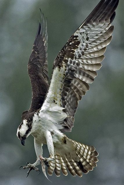 Falco Pellegrino, Birds Wings, Regnul Animal, Bird Wings, All Birds, Exotic Birds, Pretty Birds, Bird Photo, Alam Semula Jadi