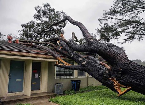 Who’s Responsible When a Neighbour’s Tree Falls on My Property? Fall House, Fallen Tree, Tree Felling, My Property, Tree Removal, Homeowners Insurance, Autumn Trees, Penthouse, Tree Branches