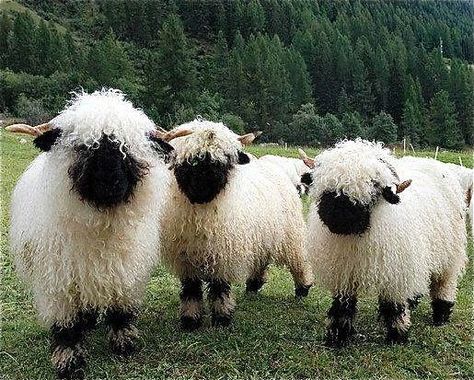 valais blacknose sheep, perhaps the most beautiful sheep breed in the world. Yes, I think they are and I'm glad I found out what sheep breed they are. Blacknose Sheep, Black Faced Sheep, Valais Blacknose, Valais Blacknose Sheep, Morning Scripture, Cute Sheep, Bible Scripture, Scripture Quotes, 귀여운 동물