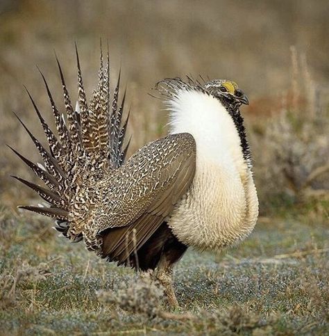 Nature, Tumblr, Sage Grouse, Common Pheasant, Wild Chicken, Southern Alberta, Wildlife Biologist, Birds Nature, Nature Instagram