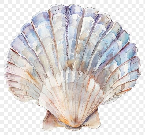 Shell Illustration Seashells, Shell Png, Seashell Watercolor, Shell Illustration, Ocean Elements, Seashell Illustration, Illustration Beach, Watercolor Card, Elegant Watercolor