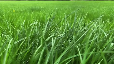 Wallpaper For Windows 10, 9:16 Wallpaper, Film Reference, Heart Drawings, School Art Activities, Android Wallpaper Dark, Field Wallpaper, Grass Wallpaper, Moving Backgrounds