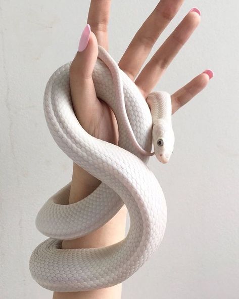 KALON ATHLEISURE on Instagram: “There is something so beautiful about white creatures. 🤍” Snake Aesthetic, Pretty Snakes, Cute Reptiles, Cute Snake, Hand Drawing Reference, Snake Art, Beautiful Snakes, Pet Snake, Hand Reference