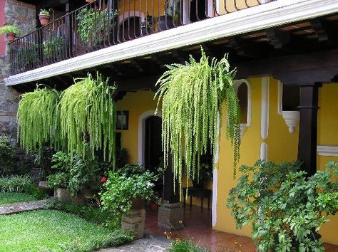 Hanging Ferns On Porch Patio, Upside Down Hanging Fern, Ferns In Hanging Baskets, Tassel Fern Plants, Victorian Fern Garden, Plants Balcony, Artificial Garden Plants, Indoor Palm Trees, Hanging Ferns