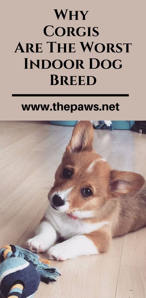 Here are the 14 Reasons Corgis Are The Worst Indoor Dog Breed Of All Time. #corgis #indoordog #dogbreed #worstdog #dogs #pets #corgisdogs #thepaws Corgi Full Grown, Corgi Mix Puppies, Corgis Puppies, Miniature Corgi, Corgi Mix Breeds, Mini Corgi, Corgi Sploot, Corgi Dog Breed, Corgi Puppies For Sale