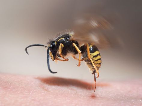 bumble bees, hornets, wasps, yellow jackets, honey bees, ground bees, and cicada killers. No matter what kind of stinging insect it is – You don’t want to get stung! Wasp Sting Remedy, Hornet Sting, Yellow Jacket Bee, Remedies For Bee Stings, Getting Rid Of Bees, Get Rid Of Wasps, Jellyfish Sting, Wasp Stings, Aggressive Animals