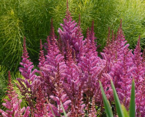 Awesome Astilbe, Drama Queens of the Shade Garden | Espoma Shade Loving Perennials, American Meadows, Shade Perennials, Home Garden Plants, Woodland Garden, Tiny Flowers, Perennial Plants, Shade Garden, In The Garden