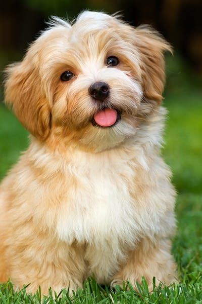 Perro Shih Tzu, Havanese Puppies, Havanese Dogs, Dog Images, Cute Dogs And Puppies, Baby Dogs, Small Dog, 귀여운 동물