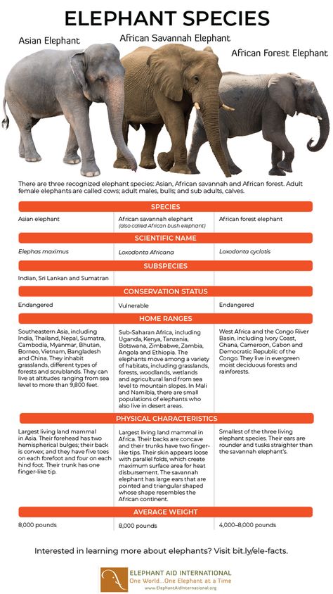 Elephant Symbolism, Elephant Species, Science Infographics, Animal Infographic, African Forest Elephant, Elephant Facts, Pig Breeds, African Bush Elephant, Animals Information