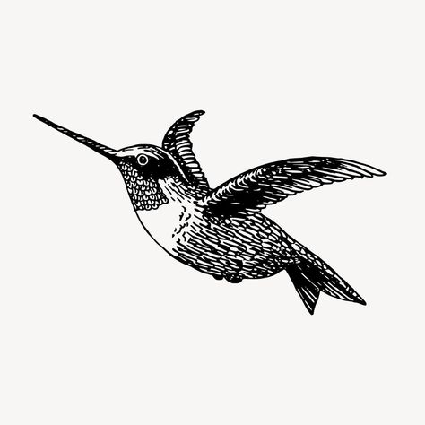 Hummingbird, animal illustration vector. Free public domain CC0 graphic | free image by rawpixel.com Pencil Drawing Animals, Hummingbird Illustration, Vintage Hummingbird, Bird Sketch, Bird Flying, Vintage Illustration Art, Drawing Animals, Design Techniques, Vintage Icons