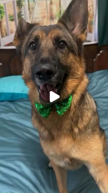 German Shepherd Exclusive on Instagram: "#funny #germanshepherd #comedy 🤣🤣" German Shepherd Funny, Funny German Shepherd, German Shepherd Puppies, Instagram Funny, German Shepherds, German Shepherd, Funny Dogs, Funny Animals, Funny Gif