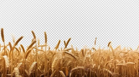 Wheat field isolated on transparent back... | Premium Psd #Freepik #psd #barley #harvest #wheat-field #wheat-farm Wheat Field Background, Wheat Background, Barley Field, Wheat Farm, Photoshop Textures Overlays, Sunday Worship, Wheat Field, Wheat Fields, Photoshop Textures