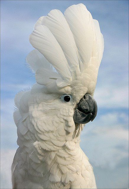 Cockatoo with his attractive raised Crest of Feathers! Umbrella Cockatoo, Best Pet Birds, White Cockatoo, Birds Photography Nature, Bird Costume, Funny Parrots, Australian Wildlife, Colorful Parrots, Kinds Of Birds