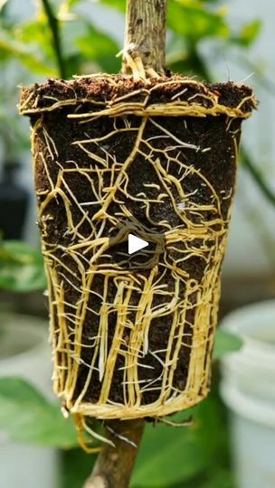 Tree Propagation, How To Grow Lemon, Air Layering, Florida Gardening, Bloom Where Youre Planted, Indoor Vegetable Gardening, Garden Calendar, Texas Gardening, Plant Seedlings