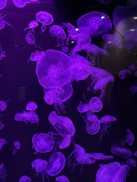 Purple Fish Aesthetic, Purple Jellyfish Aesthetic, Purple Jellyfish Wallpaper, Purple Mermaid Aesthetic, Purple Color Meaning, Ipad Purple, Dark Jellyfish, 19 Aesthetic, Vtuber Ideas