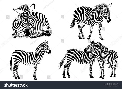 Graphical set of zebras isolated on white background, vector striped illustration #Ad , #SPONSORED, #zebras#isolated#Graphical#set Baby Zebra Drawing, Zebra Portrait, Zebra Clipart, Zebra Drawing, Zebra Illustration, Book Sketch, Animal Print Background, Animal Vector, Zebra Art