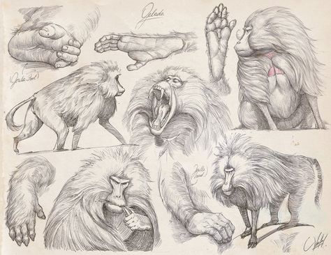 Francisco Vasquez, Pencil Studies, Realistic Animal Drawings, Sketch Style Tattoos, Gorillas Art, Pencil Drawings Of Animals, Caricature Sketch, Animal Anatomy, Animal Study