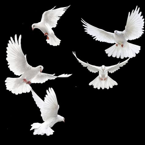 Two Doves Flying, Dove Reference Photo, Dove Drawing Reference, Pegion Bird Flying, Dove Reference, White Birds Flying, Pigeons Birds, Doves Flying, Dove Flying