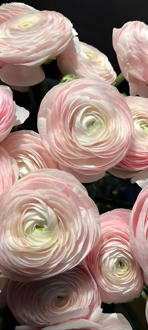 Ranunculus Bouquet, Soft Flowers, Buttercup Flower, Flower Identification, Ranunculus Flowers, Nothing But Flowers, Flowers Aesthetic, Flower Therapy, Beautiful Bouquet Of Flowers