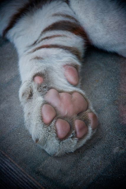 Snow Panther, Feline Anatomy, Snow Tiger, Small Wild Cats, Tiger Claw, Tiger Drawing, Tiger Paw, Wild Tiger, Cat Reference