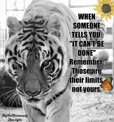 “WHEN SOMEONE TELLS YOU: "IT CAN'T BE DONE" Remember: Those are their limits, not yours.”

#BigCatRescue #Tiger #Positivity #PositiveVibes #PositiveThinking #Quotes #Inspiration #InspirationalQuotes #Tuesday #TuesdayMotivation #CaroleBaskin Tiger Love Quotes, Quotes About Peace, Big Cat Rescue, Tiger Love, Tuesday Motivation, Peace Quotes, Big Cat, Cat Rescue, Anime Quotes