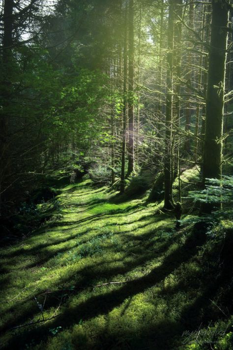 Enchanted Wood, Wide World, Fantasy World, Mother Earth, Background Patterns, Happy Places, Mother Nature, Enchanted, State Parks