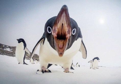 Mappers on Twitter: "I need to stop looking at weird animal facts. I’ve just seen the inside of a penguin’s mouth and now everything is ruined. EVERYTHING!… https://t.co/oTG3EcUCWT" Penguin Mouth, Penguin Images, Adelie Penguin, Manifesting Abundance, Perfectly Timed Photos, Personal Protection, Cute Penguins, National Geographic Photos, Jolie Photo