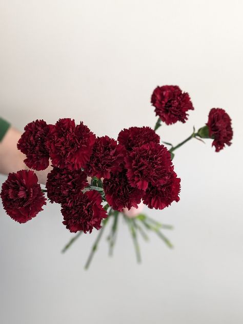 Burgundy Carnation Bouquet, Deep Red Bouquet, Dark Red Wedding Flowers, Maroon Carnations, Dark Red Carnation, Burgundy Carnations, Red Carnation Flower, Cherry Wedding, Dark Red Flowers