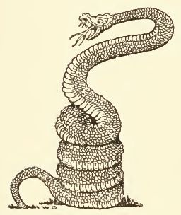 Drawings Of Snakes, Snake Rings, Coiled Snake, Snake Drawing, Collage Board, Snake Art, Snake Jewelry, Snake Bracelet, Snake Necklace