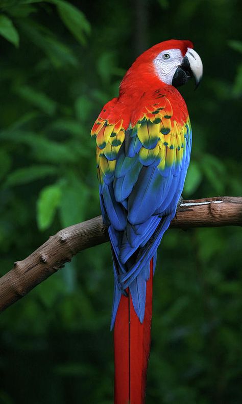 Macaw Art, Best Pet Birds, Scarlet Macaw, Parrots Art, Macaw Parrot, African Grey Parrot, Parrot Bird, Exotic Birds, Tropical Birds