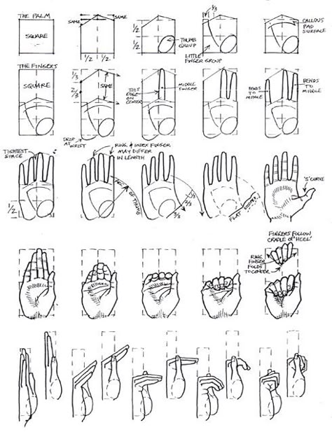 Hands Tutorial, Draw Hands, Drawing Hands, Hand Gestures, 얼굴 그리기, Anatomy Drawing, Anatomy Reference, Drawing Lessons, Anatomy Art