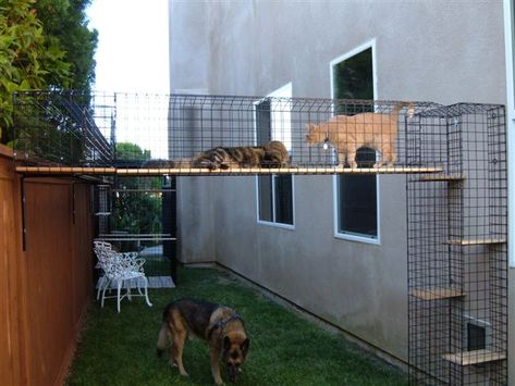 http://catbitats.com/checkout-some-of-our-catbitats-cat-enclosures/kitty-playground-catbitat-020-4/ Katt Hus, Diy Cat Enclosure, Kat Diy, Cat Fence, Cat Patio, Outdoor Cat Enclosure, Cat Run, Outdoor Cat House, Cat Cages