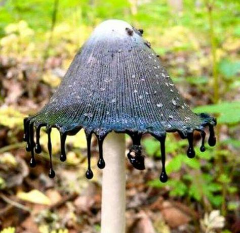 Ink cap mushrooms (it's edible)- researching mushrooms and came upon this crazy one! Mushroom Pictures, Plant Fungus, Mushroom Fungi, Arte Inspo, Mushroom Art, Cool Plants, Art Reference Photos, Beautiful Nature, Art Reference