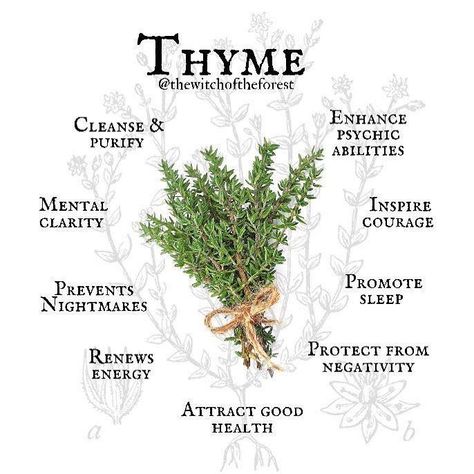 Thyme Uses, Thyme Herb, Modern Day Witch, Magickal Herbs, Green Witchcraft, Plant Magic, Witch Spirituality, Witch Garden, Essential Oils Herbs