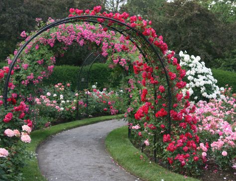 rose garden path | The Kelleher Rose Garden, established in … | Flickr Garden Arch Trellis, Rose Garden Design, Arch Trellis, نباتات منزلية, Garden Arches, Garden Arbor, Beautiful Yards, Most Beautiful Gardens, Have Inspiration