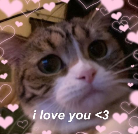 cat
i love you
context
content
cute
aesthetic cat Cat I Love You Meme Funny, I Love U Cat Pics, Cat Messages Love, Cat Love You Meme, Cat Pics With Text, I Love You Cats Picture, I Love You Cat Reaction Pic, Cat Love Message, Cute Cat I Love You